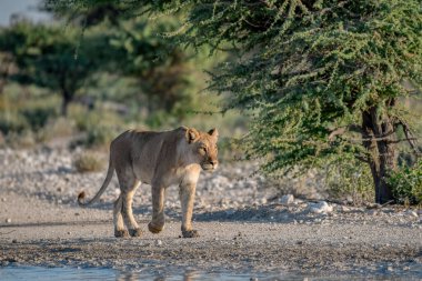 white lion in etosha national park, namibia, africa