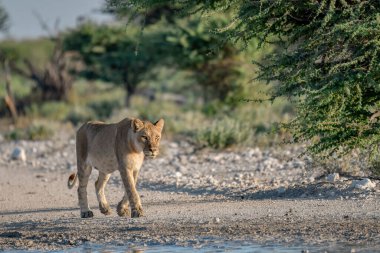 lion in the national park of etosha