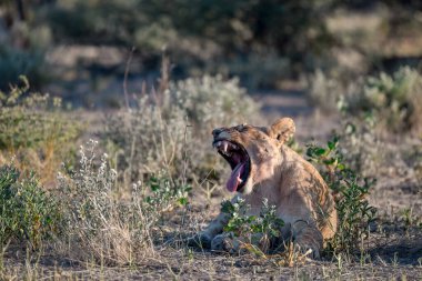 a female leopard in the kruger national park, south africa.