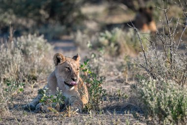 Güney Afrika 'daki Kruger Ulusal Parkı' nda aslan var.