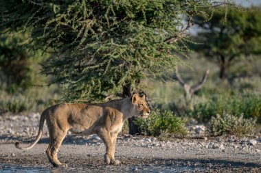 Aslan etkin ulusal park, Namibya