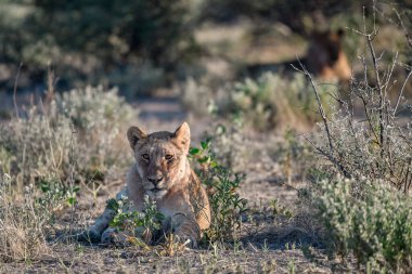 a young female lion with a lion in the kalahari desert, namibia.