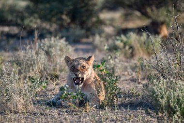 Kruger Ulusal Parkı, Güney Afrika 'daki vahşi sırtlan.