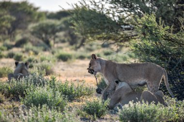 Güney Afrika 'daki Kruger Ulusal Parkı' nda genç bir aslan..