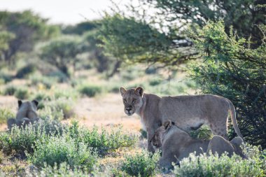 Afrika aslanının güzel bir resmi Güney Afrika 'daki Kruger Ulusal Parkı' nda çimlerde yürüyor.