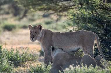 Aslan yavrusu ve anne ulusal parktaki çimlerde yürüyor.