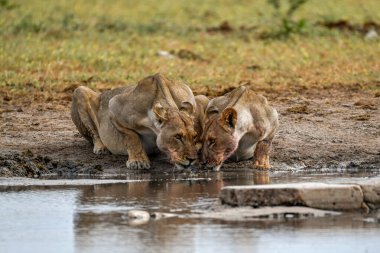 Bir grup Afrika aslanı su içiyor.