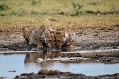 İki Afrika fili su birikintisinde su içiyor.