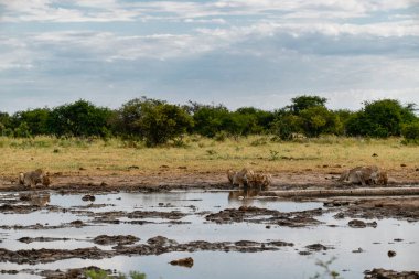 Güney Afrika 'daki Kruger Ulusal Parkı' nın Afrika manzarası.