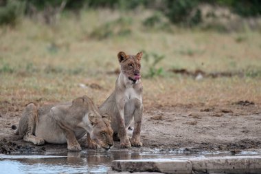 Kruger Ulusal Parkı 'nda aslan yavruları