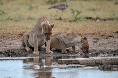 Afrika aslanları Kruger Ulusal Parkı, Güney Afrika