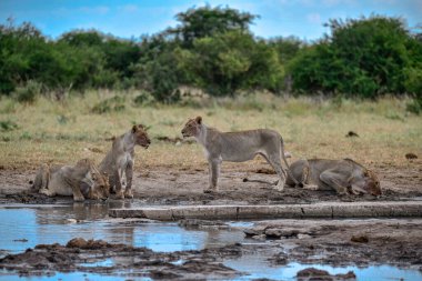 Etoşa bozkırında bir grup aslan.
