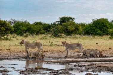 Afrika 'nın güneyindeki Kruger Ulusal Parkı' ndaki su birikintisinde su birikintisindeki vahşi Afrika hayvanları..