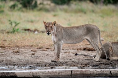 Chobe Ulusal Parkı 'ndaki dişi bir aslanın yakın plan fotoğrafı.