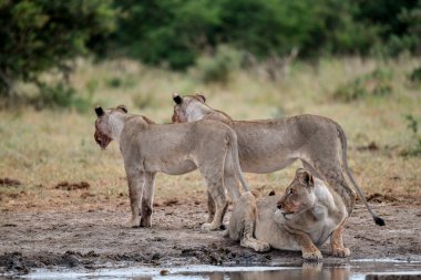 Namibya 'daki Etosha Milli Parkı' nda Aslan