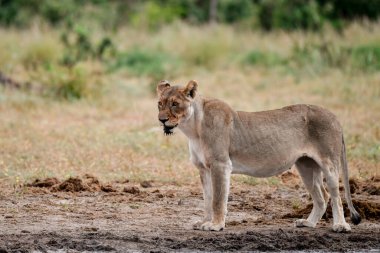 Dişi aslan kafesin kumlarında yürüyor.