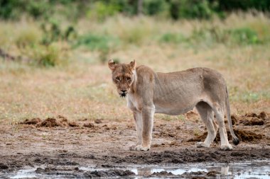 Güney Afrika 'daki Kruger Park' ında dişi bir aslan..