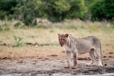 Afrika aslanı Kruger Ulusal Parkı, Güney Afrika 'daki nehir kıyısında..