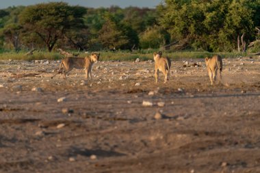 Geyikli Afrika çalısı