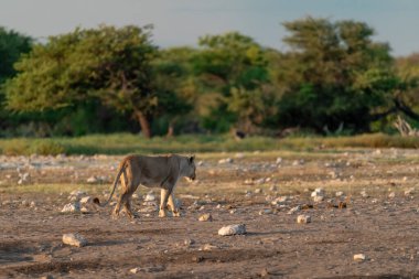 Afrika bozkırında beyaz bir gergedan.