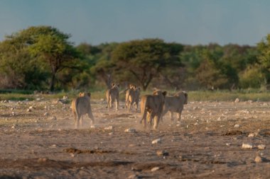 Namibya 'da bir grup zebra
