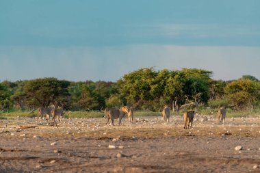 Afrika bozkırlarında bir zebra sürüsü