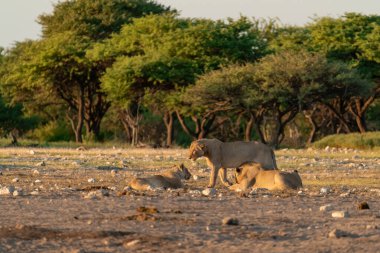 Afrika fili Kruger Ulusal Parkı, Güney Afrika 'daki su birikintisinde..