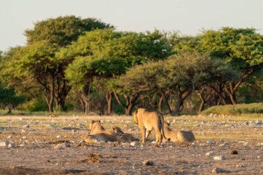 Çöldeki bir aslanın altında bir ağaç olan güzel bir fotoğrafı.