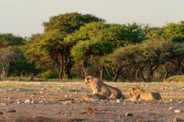 Savanadaki bir grup aslan yavrusu.