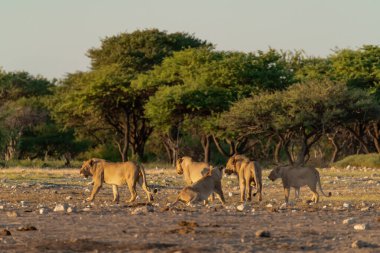 Etoşa parkında bir grup vahşi debra.