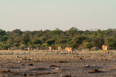 Afrika savanasında zürafa