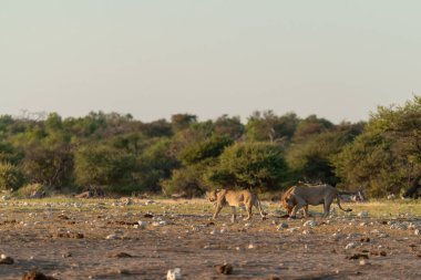 Kuru otların arasında yürüyen bir grup Afrikalı fil.