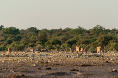 Savanadaki bir grup Afrikalı hayvan.
