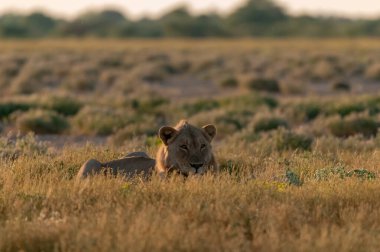 Afrika 'nın bozkırındaki aslan