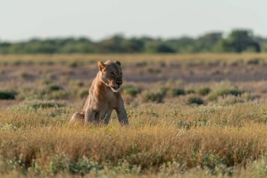 Kuru çimenlerde yürüyen dişi bir aslan.