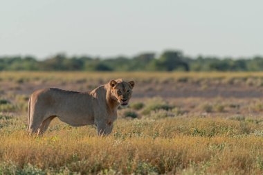Aslan, Kruger Ulusal Parkı 'nın çimlerinde yürüyor.