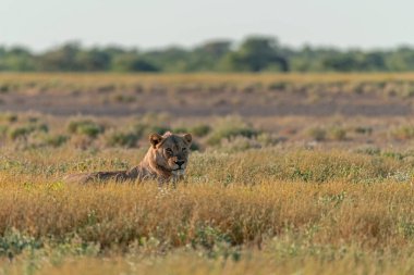 Kenya bozkırında bir aslan