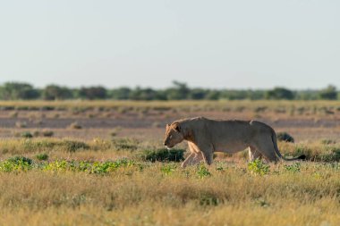 Genç aslan savanada yürüyor.