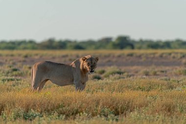Kenya savanındaki aslan