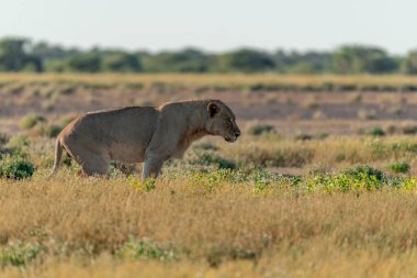 Namibya oyununda dişi bir aslan.