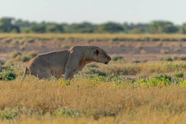 Çimlerde güzel bir Afrika aslanı