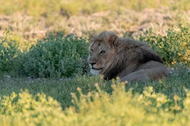 Güney Afrika 'daki Kruger Ulusal Parkı' nda çimlerde aslan var.