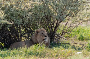 Güney Afrika 'daki Kruger Ulusal Parkı' nda aslan var.