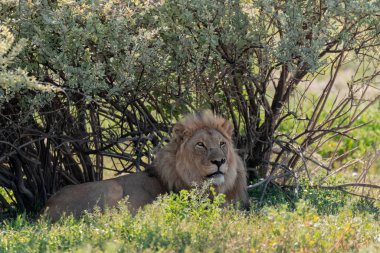 Çalıların arasında bir aslan