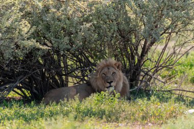 Afrika 'nın savanındaki aslan.
