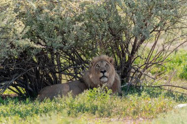 Namibya 'da savanda bir aslan