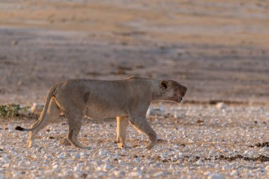 Afrika vahşi aslanı Güney Afrika 'daki Kruger Ulusal Parkı' nda yürüyor..