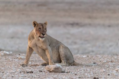 Etoşa Ulusal Parkı, Namibya 'da ağzı açık güzel beyaz bir dişi aslan.