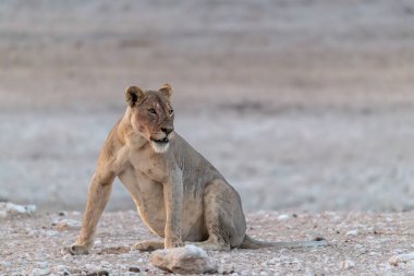 african lion in etosha national park namibia