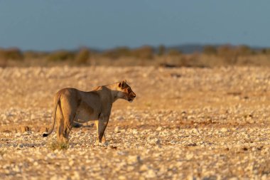 Güzel vahşi aslan bozkırda